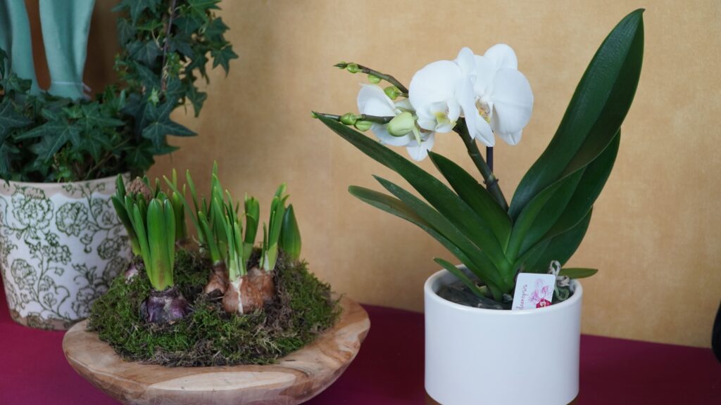 Orchidées blanches en pot à la boutique Jean de Fleurette